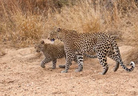 Wild Leopard and Cub Foto stock