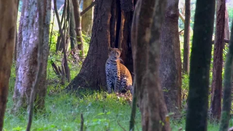 Wild leopard bit cat in forest trees during wildlife safari in Wilpattu Stock Footage 336126639