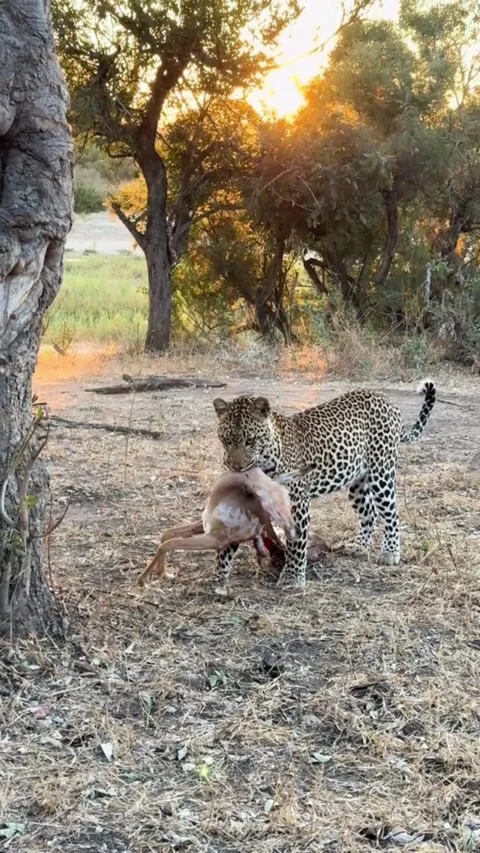 Wild leopard carrying its prey and climbing up a tree during sunset Stock Footage 341732417
