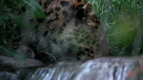 Wild Leopard Drinking From Stream Video stock 11149378