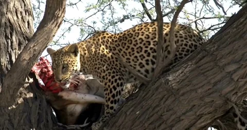 Wild Leopard Eating its Prey Safely on a Tree Branch in the African Savanna Stock Footage 314990387