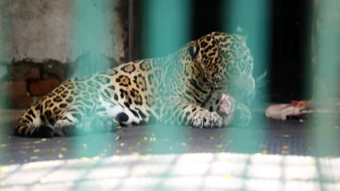 Wild leopard eats raw meat in his cage behind green lattice Stock Footage 92853729
