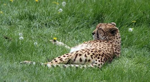 Wild Leopard in grass Stock Photos