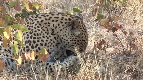 Wild leopard grooming Stock Footage 106410436