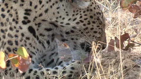 Wild leopard grooming Video stock 106410598