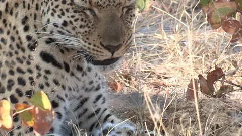 Wild leopard grooming Video stock 106410663