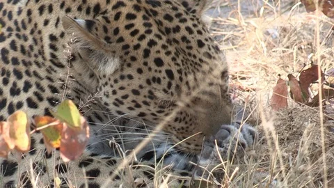 Wild leopard grooming Video stock 106410794