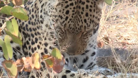 Wild leopard grooming Video stock 106411007