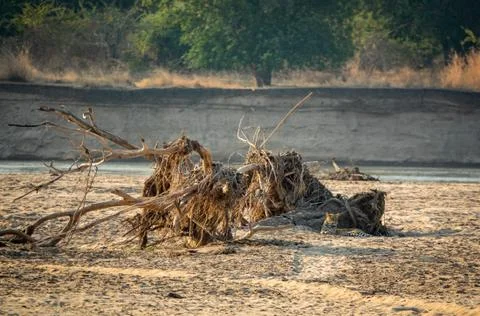 Wild leopard hidden behind branches swept along the river Stock-Fotos