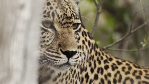 A wild leopard hides behind a tree Stock Footage 331958599