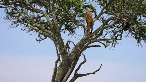 Wild Leopard Keeping Watch from a High Tree Branch in Maasai Mara National Stock Footage 341434708