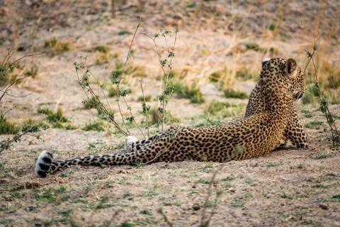 Wild leopard laid down on the ground Stock Photos