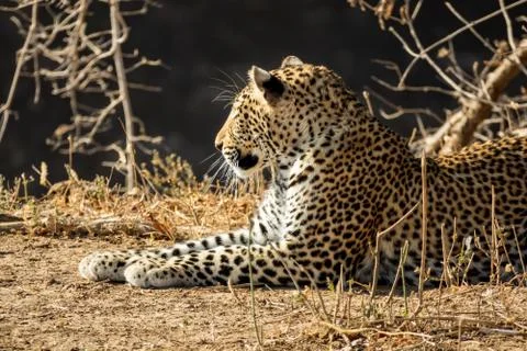Wild leopard laid down on the ground Stock Photos
