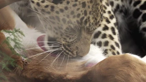 A wild leopard licks its dead prey (a baby impala) Stock Footage 331958458