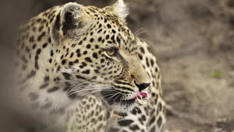 A wild leopard licks its lips and eats the fur of its prey Stock Footage 331958430