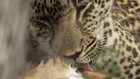 A wild leopard licks its prey before eating it Stock Footage 331958660
