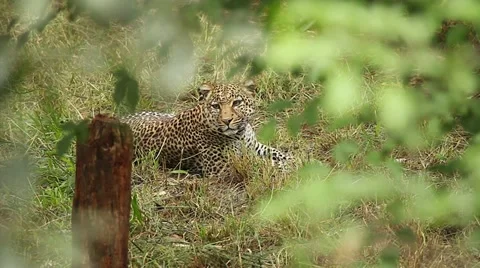 WILD Leopard lies motionless on the grass at Lake Nakuru in Kenya, Africa. Stock Footage 11322562