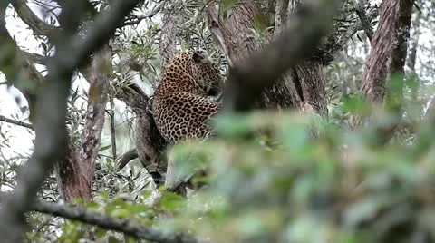 WILD Leopard lies motionless in a tree at Lake Nakuru in Kenya, Africa. Video stock 11322121