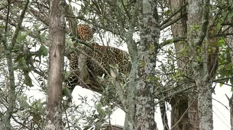 WILD Leopard lies motionless in a tree at Lake Nakuru in Kenya, Africa. Stock Footage 11322197