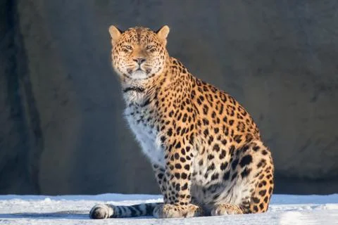 Wild leopard is looking at the camera. Panthera pardus. Stock Photos