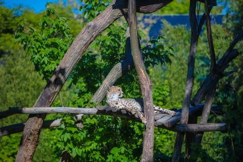 Wild leopard lying in wait atop a tree Stockfoto's