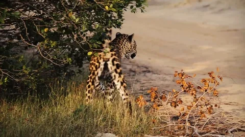 Wild leopard marking his territory in Sri Lanka Vidéo 104122989