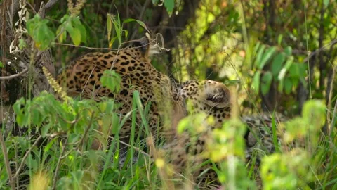Wild Leopard Mother and Cub Bonding in Natural Woodland Habitat During Sunny Stock Footage 340549914
