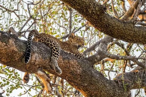 Wild leopard over tree branch looking far Stock Photos