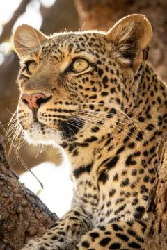Wild leopard over the tree looking for preys Stock-Fotos