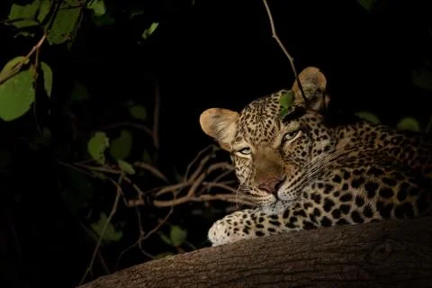 Wild leopard over the tree at night Stock-Fotos