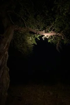 Wild leopard over the tree at night 스톡 사진