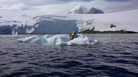 Wild leopard seal resting among glaciers in Antarctica Stock Footage 337950640