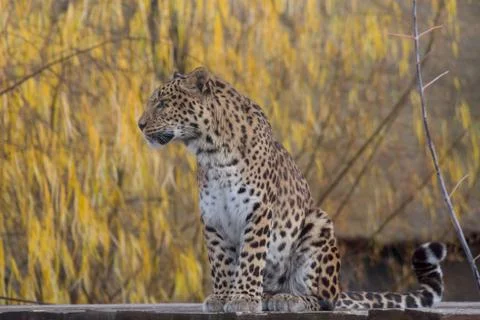 Wild leopard is sitting on a background of beautiful autumn trees. Stock Photos