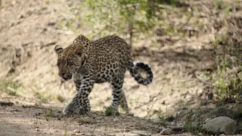 A wild leopard is sitting then walks towards the camera Stock Footage 331957634