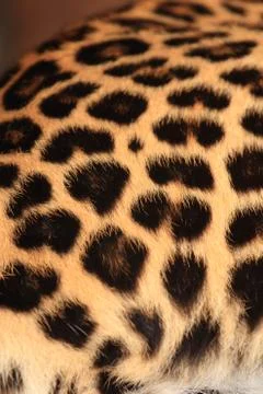 Wild leopard skin. Stock Photos