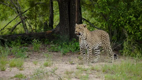 Wild Leopard Standing Alert In South African Bushveld Stock Footage 338154674