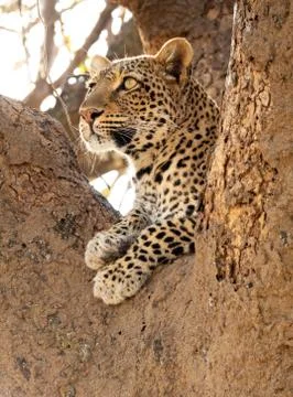 Wild leopard on top of the tree looking for preys Stock Photos
