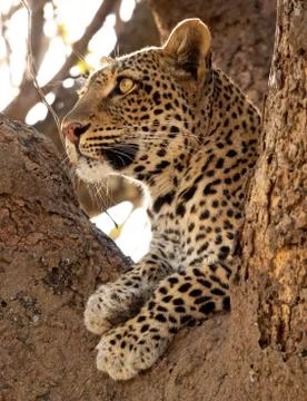 Wild leopard on top of the tree looking far for preys Foto stock