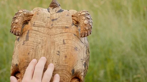 Wild Leopard Tortoise held upside down in hands, inspect shell to check gender Stock Footage 124507496