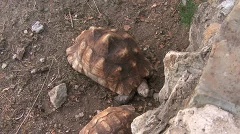 WILD Leopard tortoises Video stock 22252085