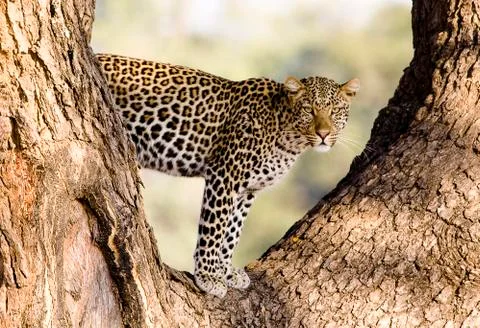Wild leopard in a tree Stock Photos