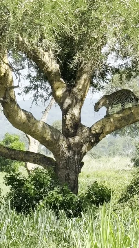 Wild leopard walking on acacia tree branch in Mikumi vertical Stock Footage 344605527