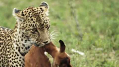A wild leopard is walking and carries a dead impala in its mouth Stock Footage 331958393