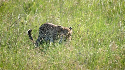 Wild Leopard Walking And Hiding In High Grass Of African Savannah Stock Footage 111696978