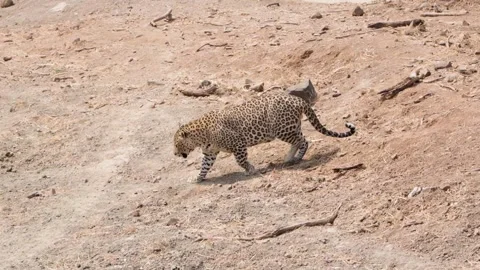 Wild leopard walking in the forest Stock Footage 241477173