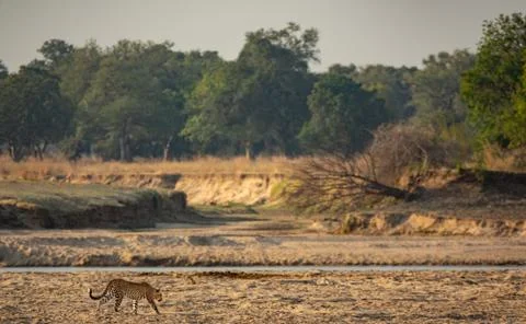 Wild leopard walking over the sand near river 스톡 사진