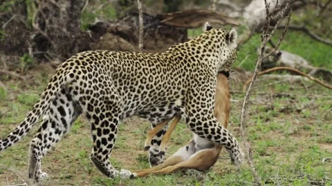 A wild leopard walking with prey in its mouth Stock Footage 331958318