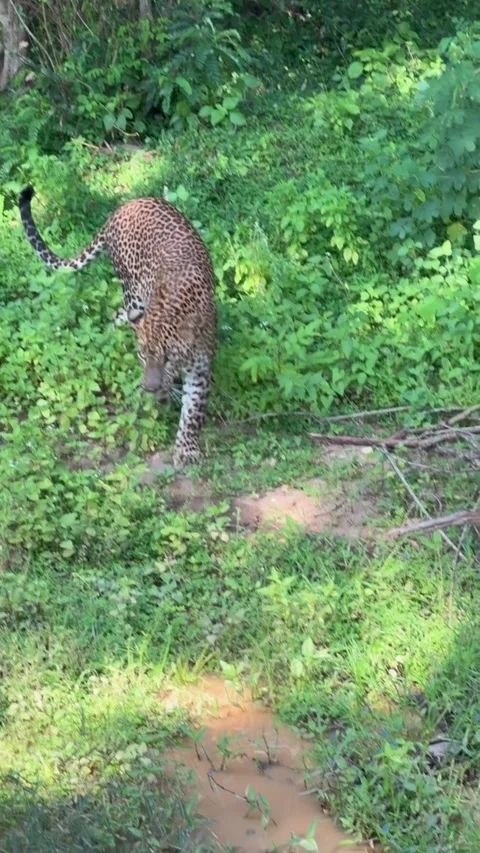 A wild leopard walking through the lush green forest in its natural habitat Vidéo 334353702