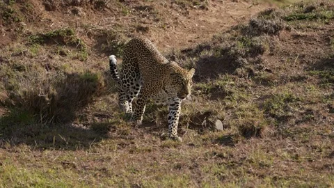 Wild Leopard Walking Through Natural Savannah Habitat Stock Footage 337005191