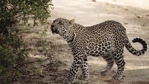 A wild leopard walks around and sniffs a tree branch Stock Footage 331957812